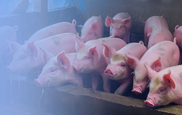  瑞达状（猪。