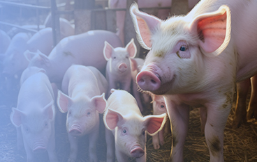  霉溢清（畜禽通用饮水剂型）